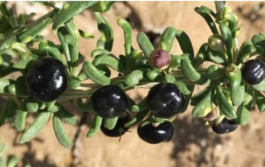 女吃黑枸杞淡斑抗皺，男吃黑枸杞提高性功能！